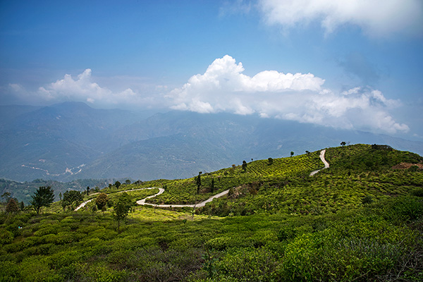 Peshok Tea Garden